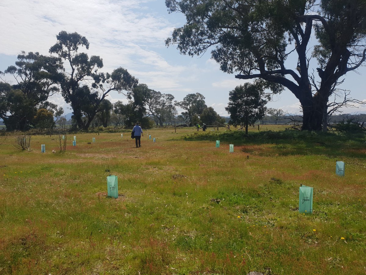 ellapouton's tweet photo. Stoked to come out to Walker Swamp today with Nature Glenelg Trust. We planted seedlings from the seedbank study that started in early 2021, from soil collected in Gariwerd. Full circle! Read more here https://t.co/fS9p4kuXGT https://t.co/PsIBVZuLKU