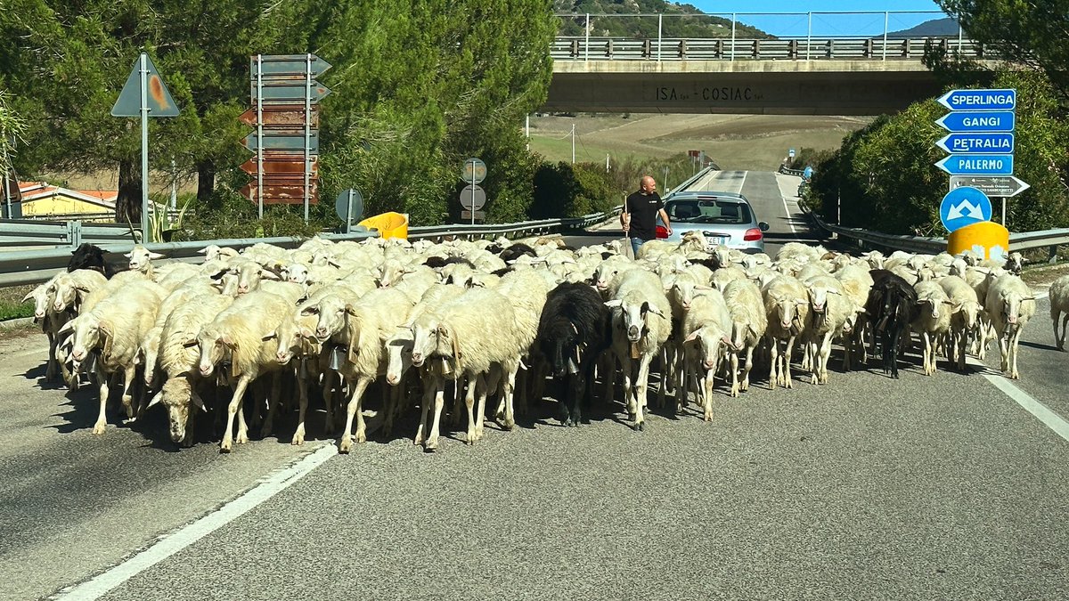 clbenc's tweet photo. 🇮🇹Italy📍Sicily🚩Nicosia 🗓2022 Oct 20 - Heavy traffic on Thursdays on the Nicosia countryside roads. #claudiobencivenni® #island #sicily #nicosia #beautifulisland #countyside #road #flock #sheep #brackish #sun #beautifuldestination #instagram #ourplanetdaily https://t.co/larArUHJw1