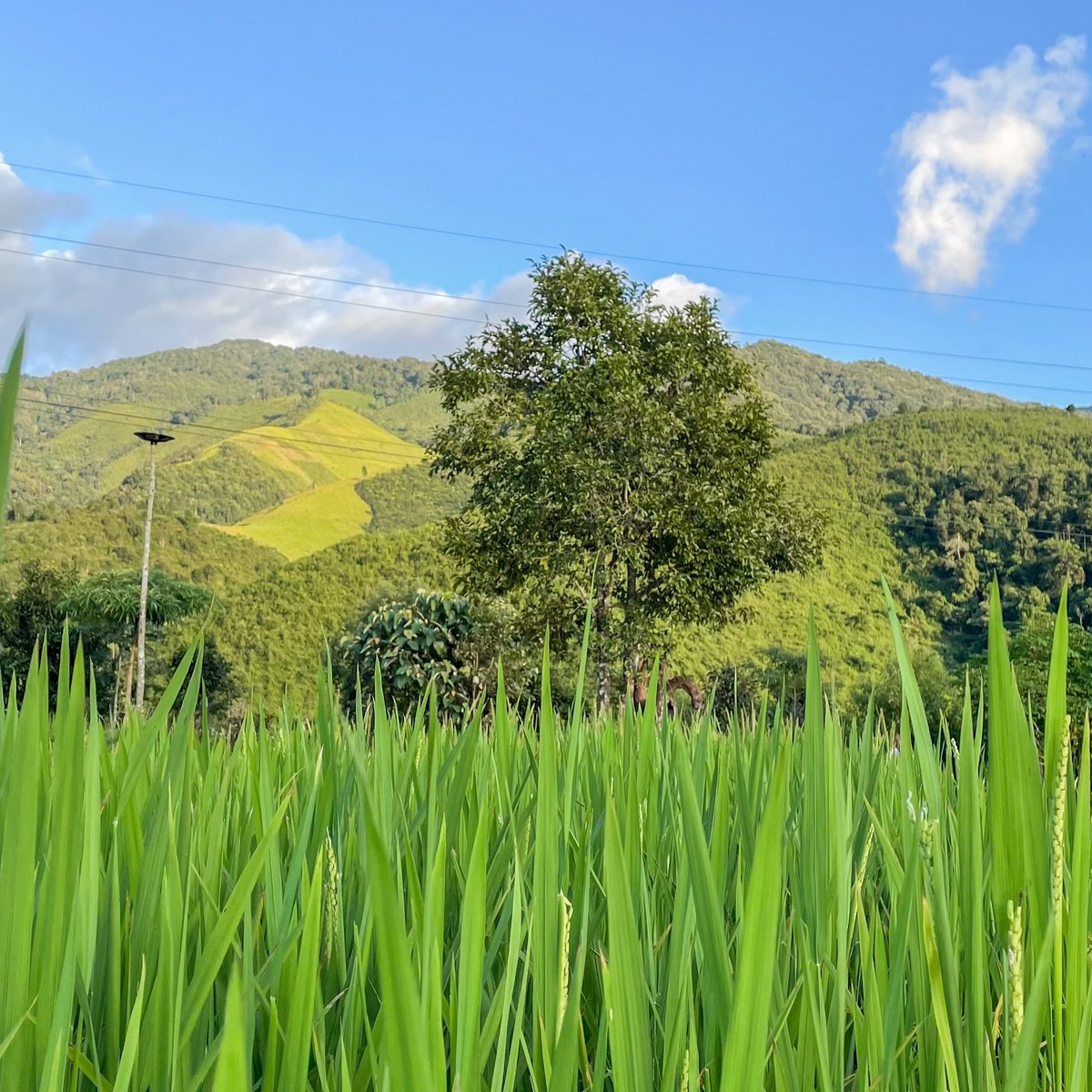 Onetarn's tweet photo. น่านไงงงง 🌳

#บ้านห้วยโทน #น่าน #Nan

#ReviewThailand #รีวิวไทยแลนด์ https://t.co/5y0dVUVsse