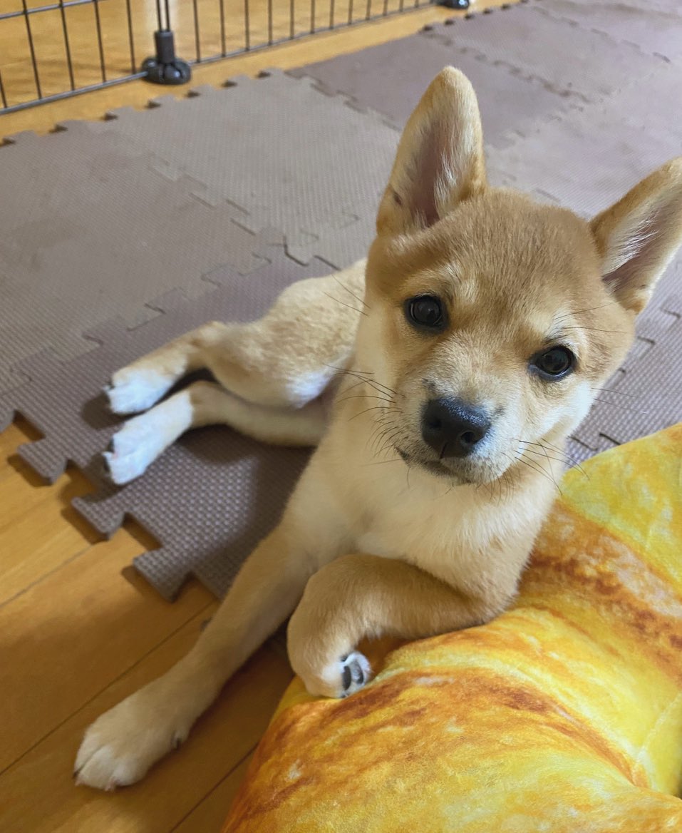 kawaiikinako5's tweet photo. で、オヤツは？ https://t.co/dKXiO0DOAd