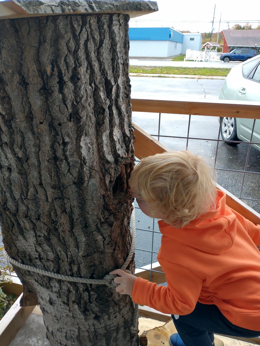 Exploring a tree #botany #tree #discover #Cognition #kids #Beulah #sensory #exhibit #Benzie