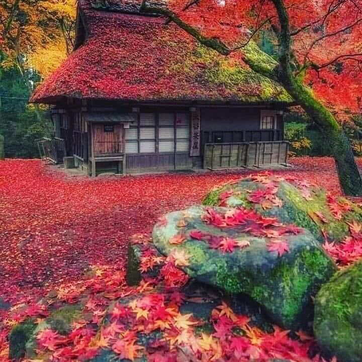 Dunya_Yalannnnn's tweet photo. Bak, bugün cumartesi,
Birer birer sil,
Haftanın kötü izlerini.
Al kahveni eline,
Dal Sonbaharın renklerine…
Günaydın ☀️☕️☘️
Yaşamın Renkleri..
#BuenosDias #Cumartesi #Autumn #BeutifulWorld #HappyWeekend https://t.co/JKQUGGhHgs