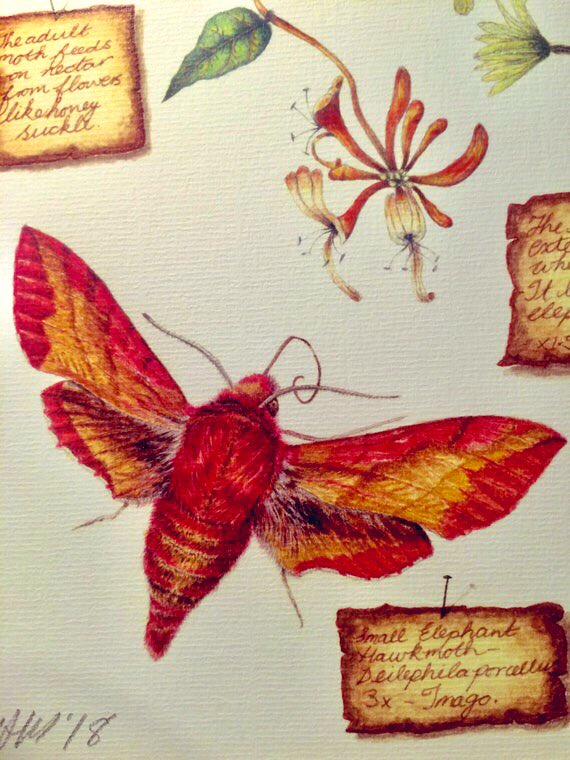 It’s nearly winter (UK). Many insects are resting as either eggs, larvae, pupae or adults. Metamorphosis is such a cool way of avoiding harsh weather conditions. My homage to the lifecycle of the Small Elephant Hawk-moth. etsy.com/uk/listing/882… #MHHSBD