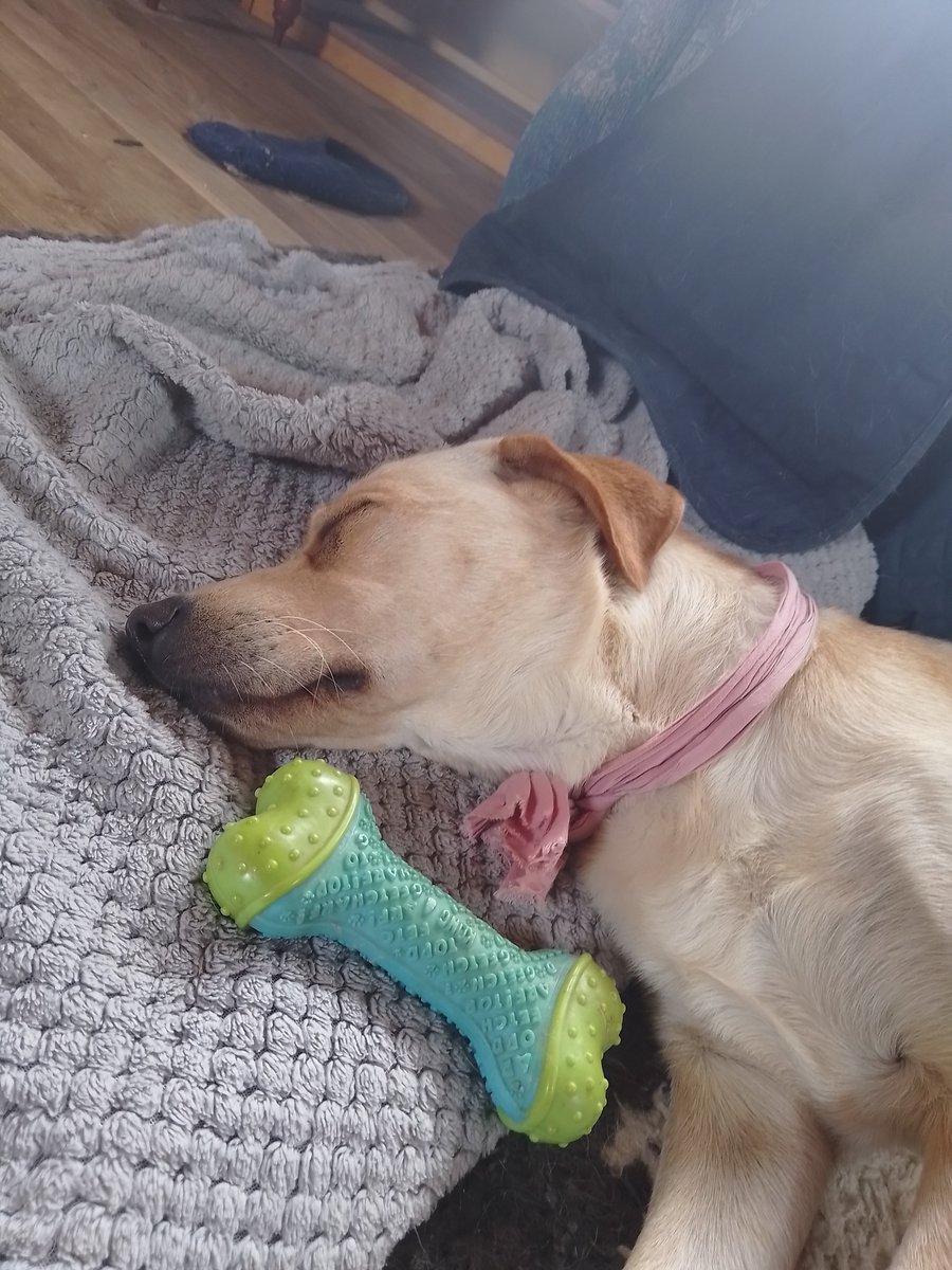 Butters_diary's tweet photo. Fell asleep with an old chew toy she finally showed interest in #SweetDreams #labrador #GermanShepherd https://t.co/Wc9o99UGvR