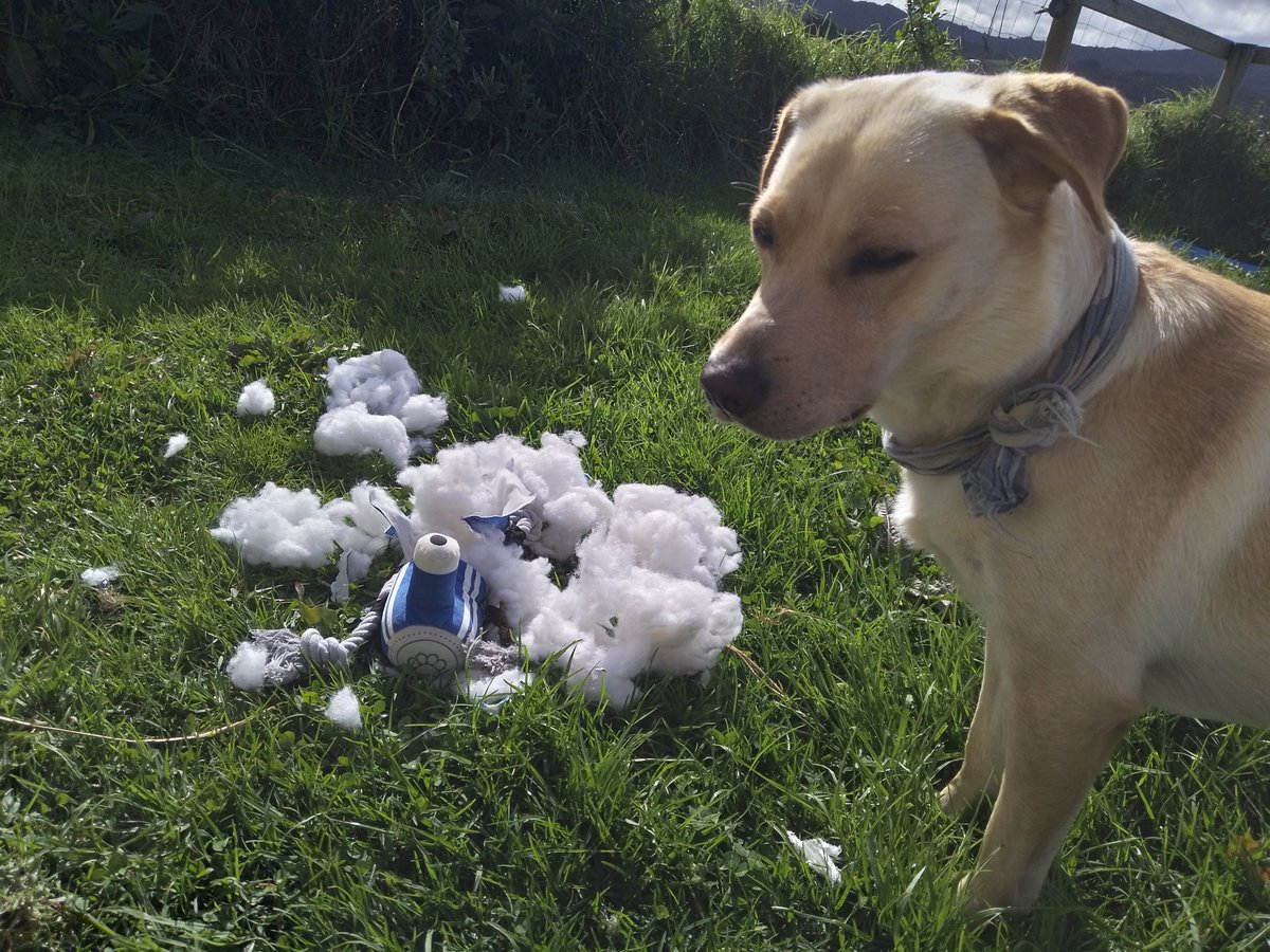 Butters_diary's tweet photo. Apparently it couldn't handle her 3xcitement of a new toy, and the face she gave me asking me to fix it avdjdd https://t.co/edEJfyTXbv