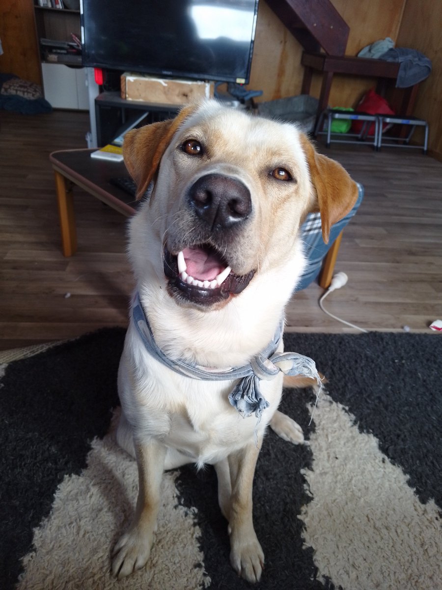 Butters_diary's tweet photo. Apparently it couldn't handle her 3xcitement of a new toy, and the face she gave me asking me to fix it avdjdd https://t.co/edEJfyTXbv