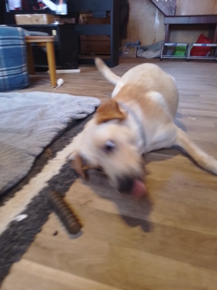 Butters_diary's tweet photo. New chew snack turned her into a seal https://t.co/v367CcqhsI