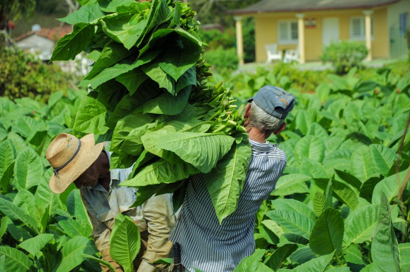The Cultivation and History of Tobacco - daily-choices.com/like_128530/ #tobaccocultivation #history