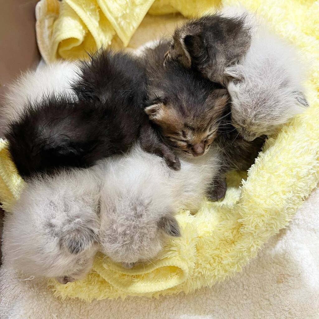 petMignon's tweet photo. 手術の無料キャンペーンの流れで乳飲み子をたくさん受け入れています。手分けして育てているので①哺乳できる②離乳したら預かれる方はフォームよりご連絡ください。https://t.co/Ulj8WcxkXc https://t.co/DNiVh46UQi https://t.co/rCLMwlWEDU