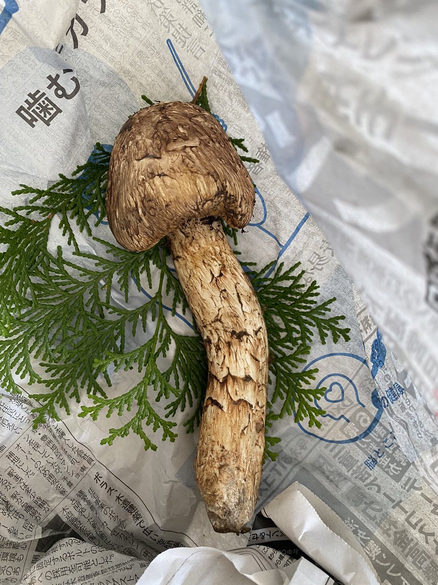 hiroshi_ice's tweet photo. 秋の季節。　マ○っクマッ○ルームじゃないよ。 https://t.co/DuvWusmfgK