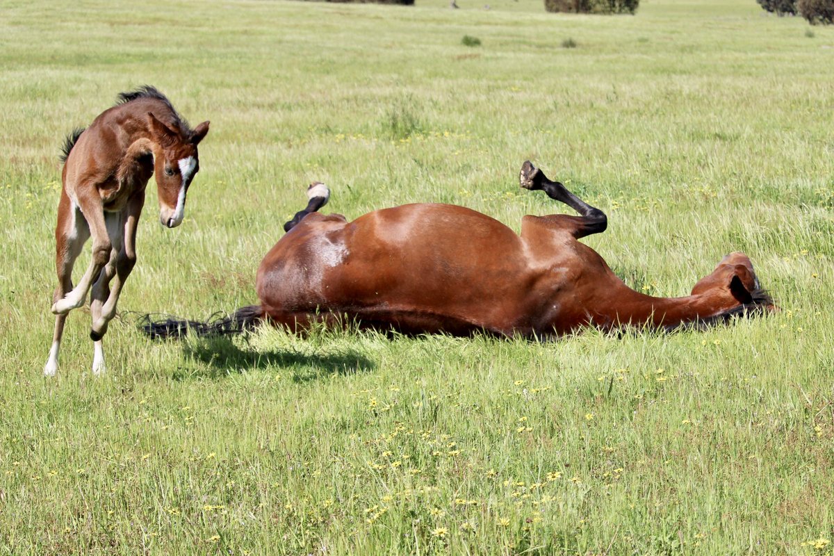 CobeLodge's tweet photo. Finally feels like Spring 🌸, Mira two weeks old.
#vincent #ourtoriassecretnz @Alabarfarms https://t.co/w2ct5G4b71