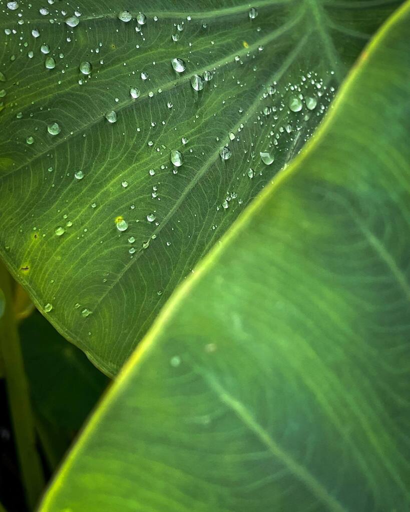 saja0486's tweet photo. After the rain. #Freshness #CloseUp #PlantStem #Drop #Nature #Green #Outdoors #LeafVein #rain #water #photography #okinawa_photo_community #shotoniphone https://t.co/6OgwsX7lTd https://t.co/mmUnbY2CAn