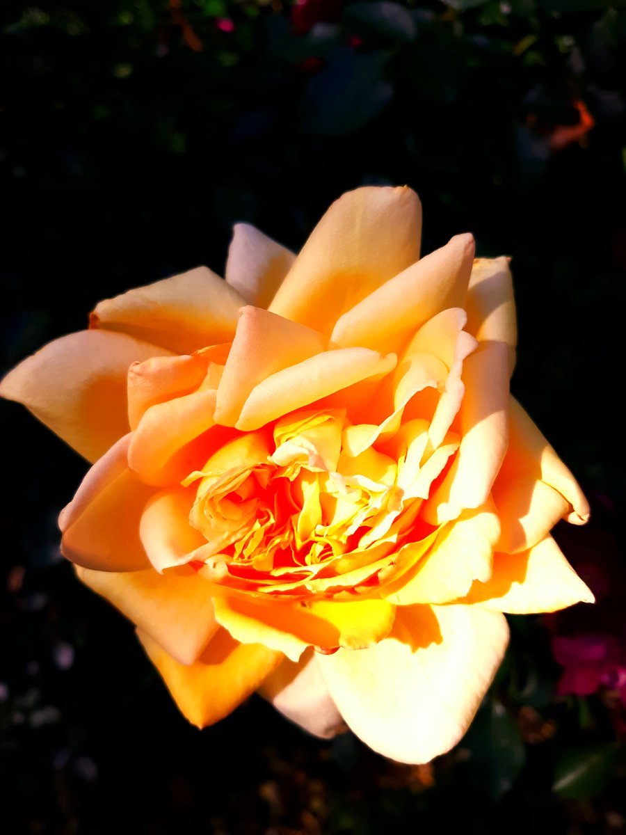 aladreth's tweet photo. May the sun bring you new energy by day, may the moon softly restore you by night, may the rain wash away your worries, may the breeze blow new strength into your being, may you walk gently through the world and know its beauty all the days of your life. #ApacheBlessing https://t.co/EDLciQ72EO