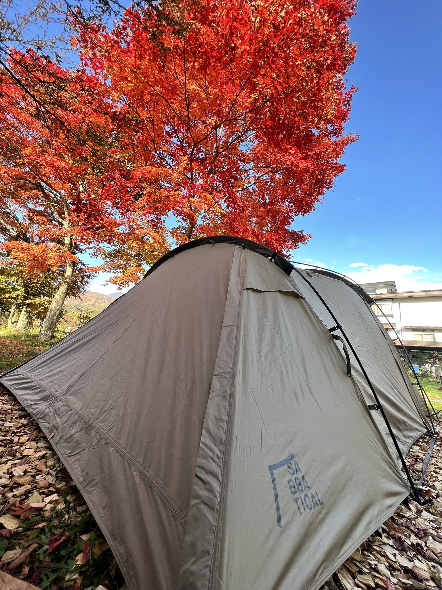 週末限定値下げ』サバティカル ギリア | www.ddechuquisaca.gob.bo