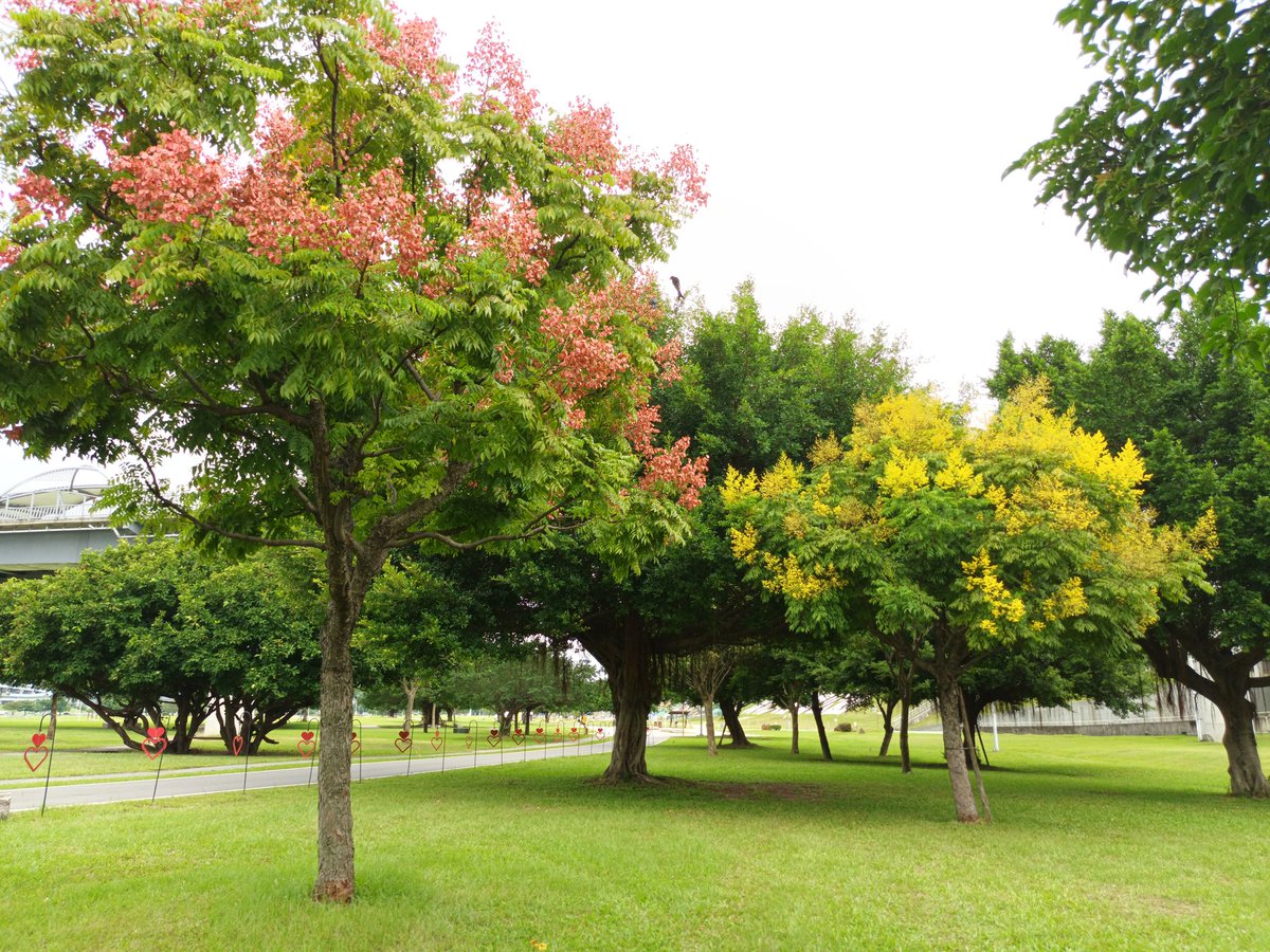Taiwan  Golden-rain Tree