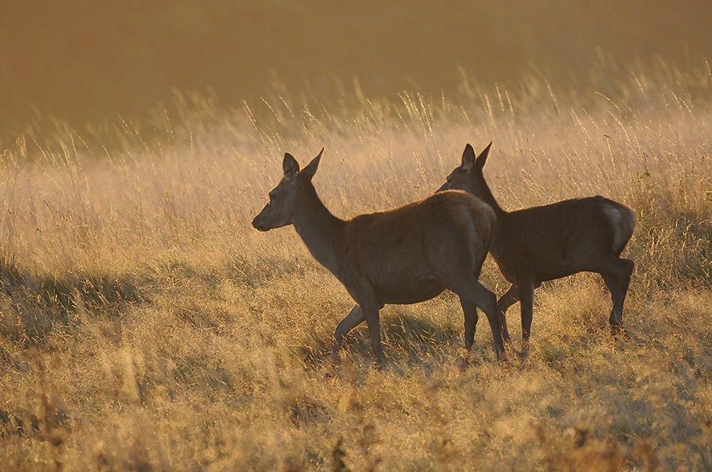 A Year with Deer tweet media