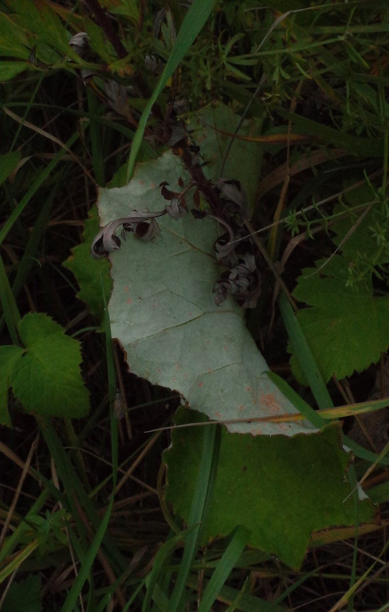 rokki_isi's tweet photo. Festooned. #festooned #decorated #finland #suomi #Autumn #syksy #höst https://t.co/Fp2jCNfUgi