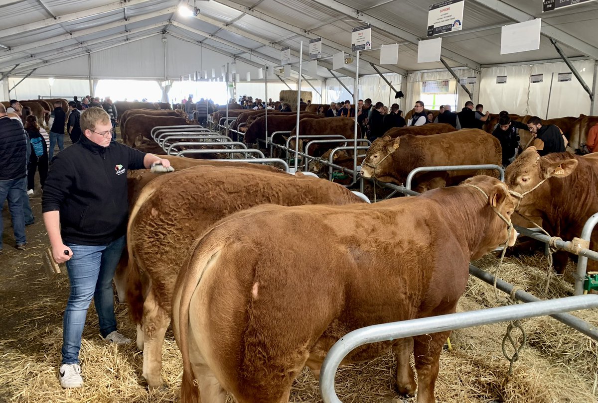 VilleLimoges87's tweet image. Inauguration ce matin au champ de Juillet #Limoges de la 8ème édition des Journées Limousines Or Rouge, en présence du Maire @ERLOMBERTIE et d'élus locaux © L. Lagarde - Ville de Limoges cc @viandeorrouge