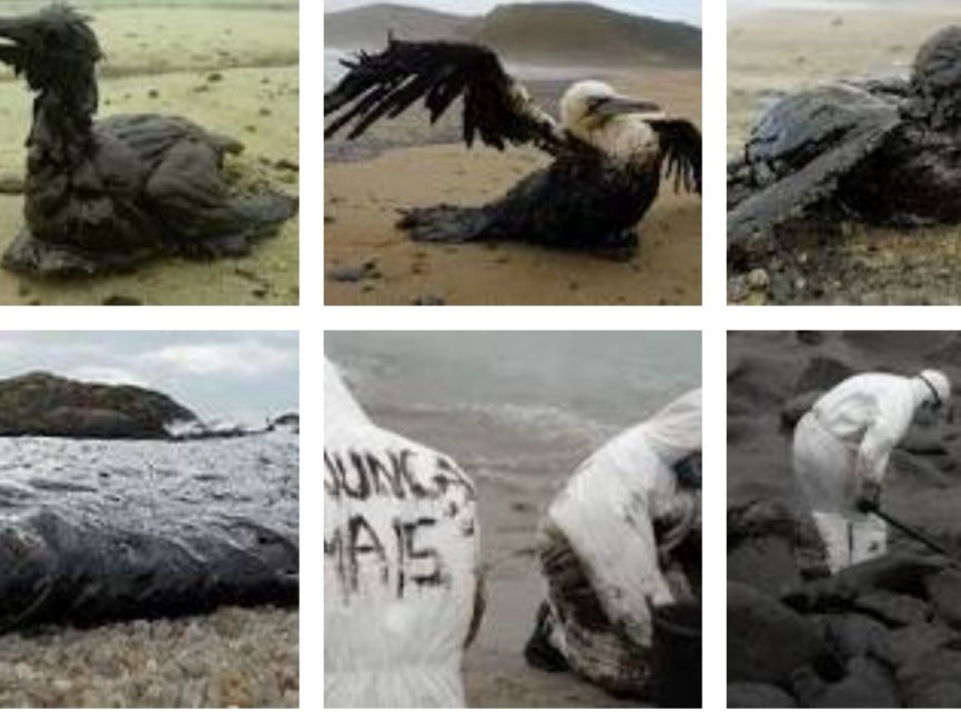 DINGO40378066's tweet photo. 20 años del desastre de #ElPrestige que tiñó de negro las costas de Galicia dejando sin trabajo a miles de marineros y haciendo millonarios a los patrones de barcos que daban como tripulación a toda su familia para cobrar más.
Y todo gracias a la ineptitud de Rajoy.
#NuncaMais https://t.co/jyYT85ByAz