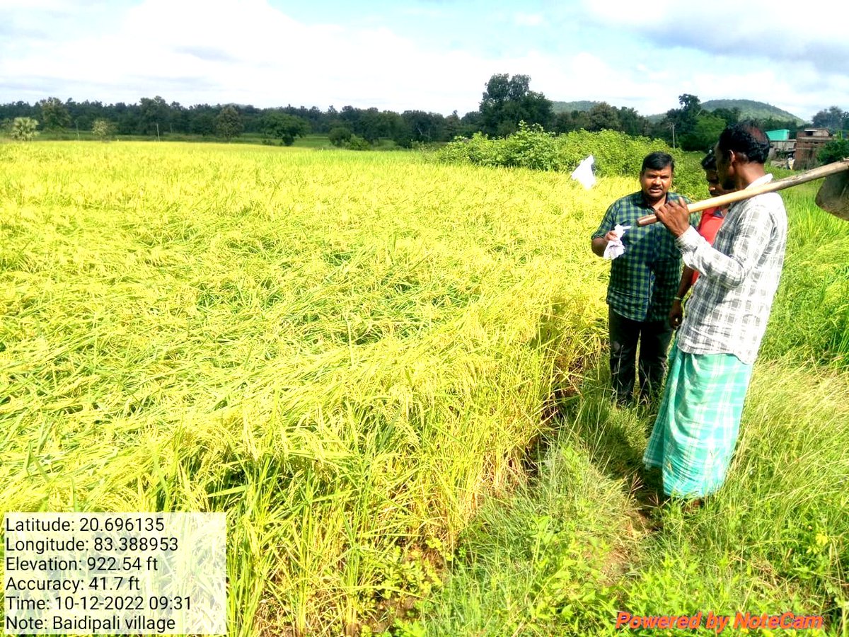 DFOBalangir's tweet photo. After orientation by KVK,some progressive farmers from the Baidaipali VSS & Pandrapita VSS of Balangir FMU's have started growing paddy cultivation on their lands & they are now grateful for the support & advice from the P-NGO team. #AJY #amajangalayojana @CMO_Odisha @pccfodisha https://t.co/8eD9eNHPQK