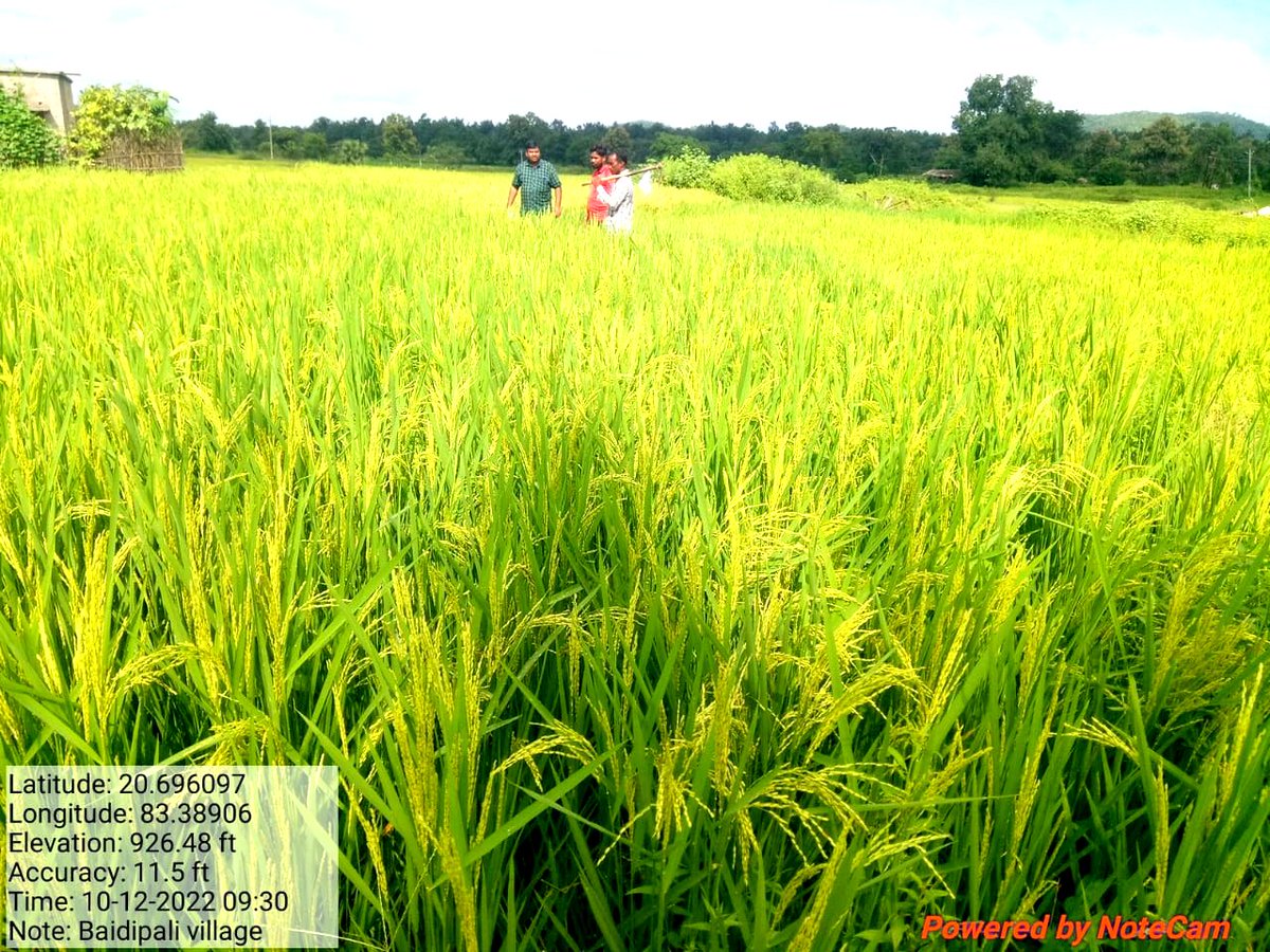 DFOBalangir's tweet photo. After orientation by KVK,some progressive farmers from the Baidaipali VSS & Pandrapita VSS of Balangir FMU's have started growing paddy cultivation on their lands & they are now grateful for the support & advice from the P-NGO team. #AJY #amajangalayojana @CMO_Odisha @pccfodisha https://t.co/8eD9eNHPQK