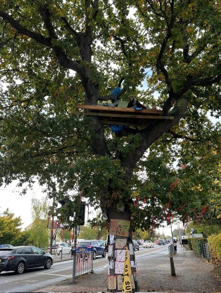 XRSouthend's tweet photo. Our tree dweller is still in great spirits! https://t.co/kWuOcBUbZJ