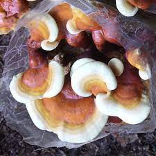 _Woman_health's tweet photo. #Invasivecervicalcancer - Herbal Medicine #ReishiMushroom https://t.co/YZbBA8EB7y https://t.co/3XBOuq5LTL