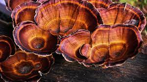 _Woman_health's tweet photo. #Invasivecervicalcancer - Herbal Medicine #ReishiMushroom https://t.co/YZbBA8EB7y https://t.co/3XBOuq5LTL