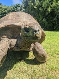 <a href="/fasc1nate/">Fascinating</a> Jonathan is a Seychelles giant tortoise, he is the oldest known living land animal at a whopping 190 years old.