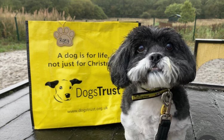 Little Roxy 🐶 has been getting pampered like the princess she is in her foster family 🥰 but today she had to say farewell, pack her bag 💼 and off she went with her furever family who are sure to keep up Roxy’s royal treatment🏡💛 @dogstrust #adoptdontshop #bagpacked #foster