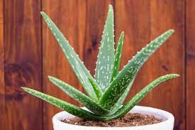 _Woman_health's tweet photo. #Invasivecervicalcancer - Herbal Medicine #Aloe Extract https://t.co/8GAXdxYu5l https://t.co/Qgsb8O192I