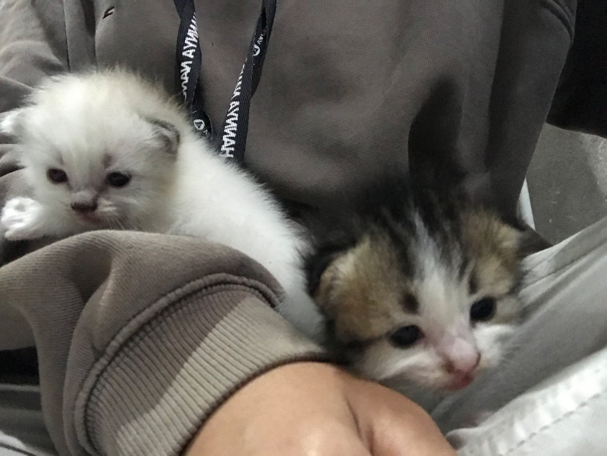 NadyaLyra's tweet photo. piu uda jadi janda anak dua😭😂. bingung mau kasih nama duo bocil ini apa??? https://t.co/HWjaTsma1k