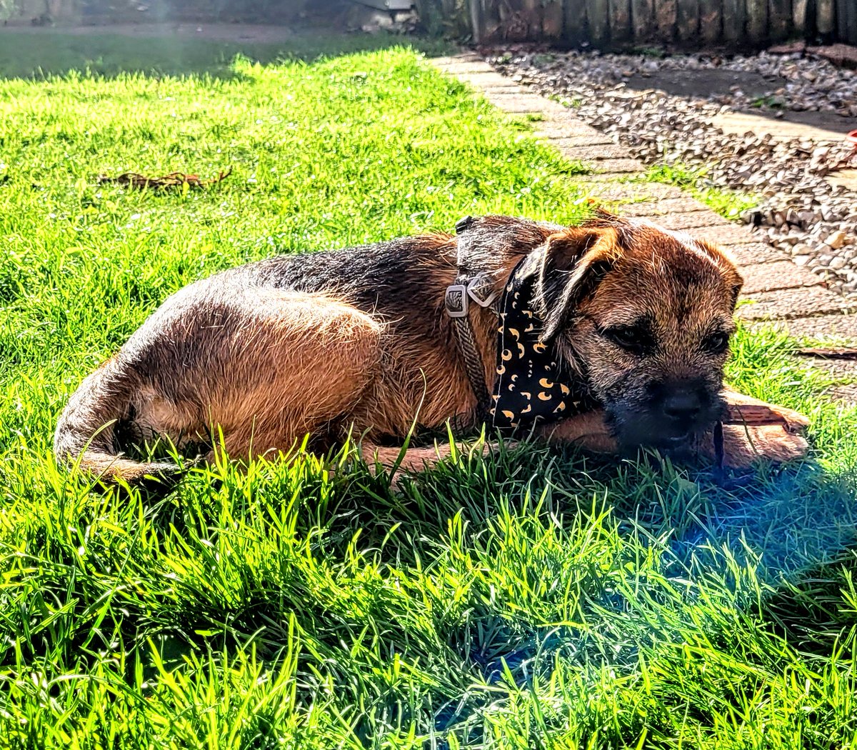 Project Van Blanc tweet media