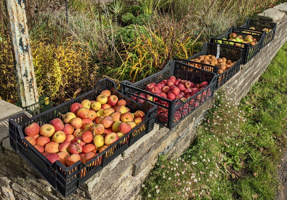 More apples have gone out today - two mixed crates on the canal and four on the lane. The postie has already been - brought his own carrier bag!
