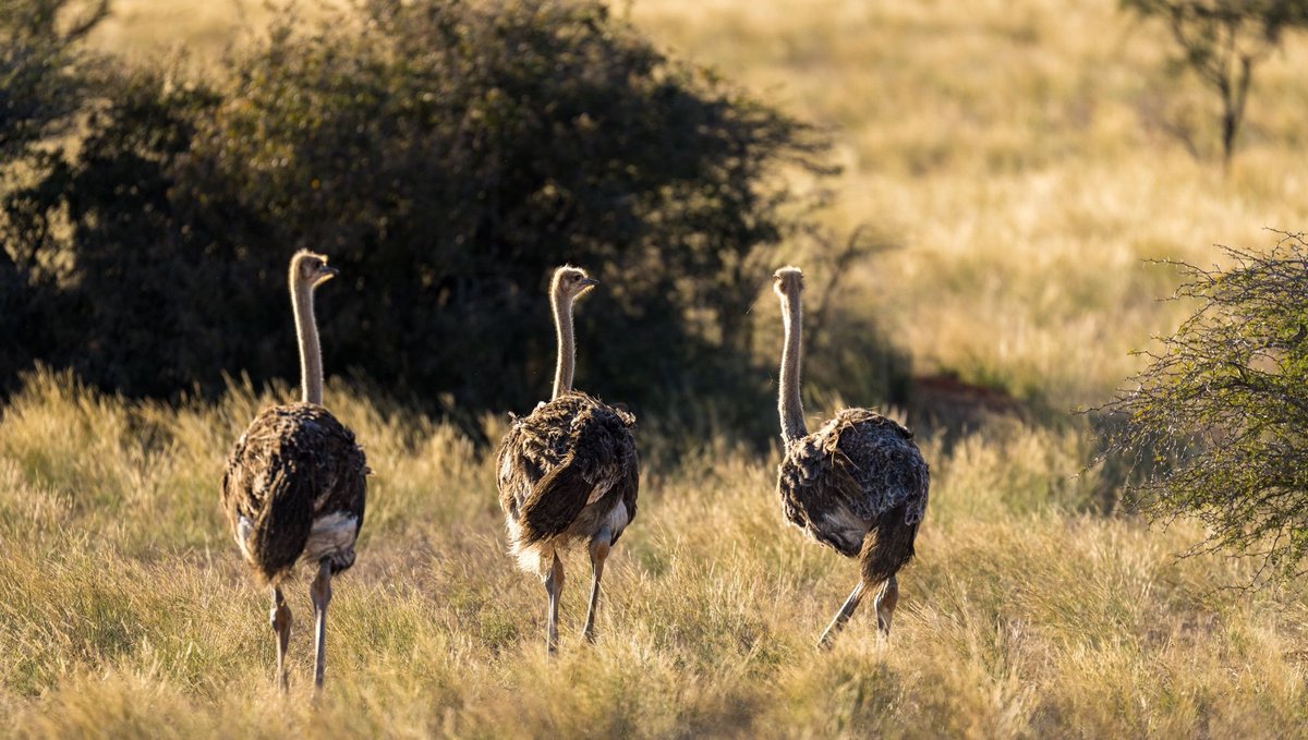 While male #ostriches are admired for their striking black-and-white plumage, females are often described as drab in comparison. We think this trio of females proves that they are the fairer sex! #ostrich #birdwatching #safari #birdsofafrica #wildlifephotography