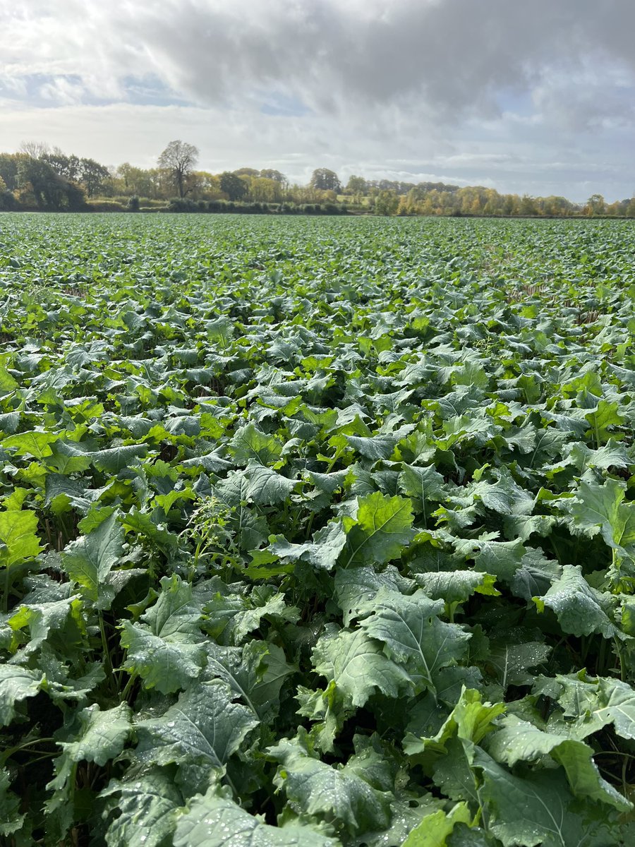 <a href="/DSVUKSEEDS/">DSV United Kingdom</a> Dart flying away well, DD just before rain with a <a href="/HORSCHUK/">HORSCH UK</a> sprinter on 1 inch points. #simple wish it all looked like this.