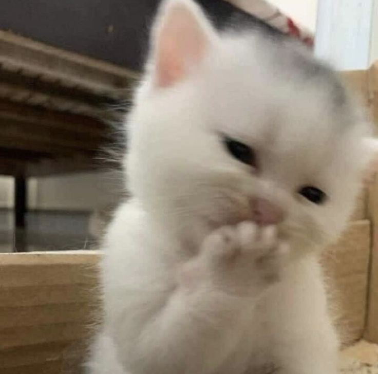 Benjamin_mmin's tweet photo. @P_PAWIN_ @BZ1AXIRA @milk_ano @Yi_wxh @G7RXM @KTA_waa @Thannam__ @justyourwxllz @2FxiFxng_ @13TSXEXTRAX @1STGE4R @fly2lawithu @imyouarmytype @tnnhwoo @plxrngfxh @NN_namnuea_ @JJANISXZ @O_Ozone06 @_KHrAM https://t.co/BahxjsGm0E
