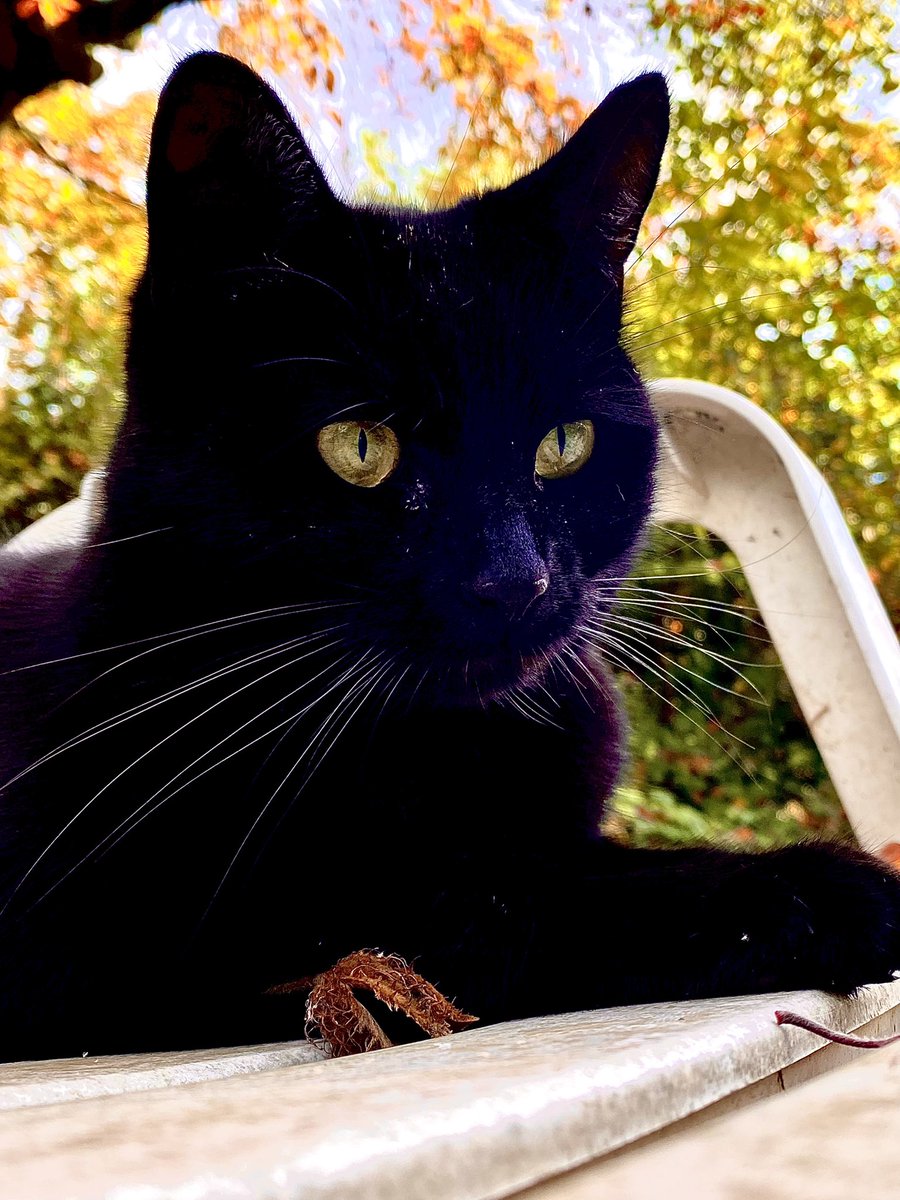 Salem on a Saturday afternoon. Contemplating Halloween #BlackCat