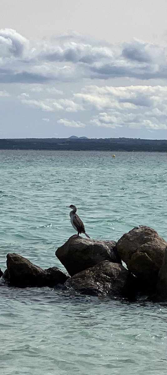 belviderefondo's tweet photo. Up close with the cormorants on Alcudia beach https://t.co/2hYBPRRSyb
