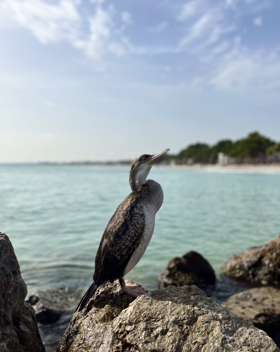 belviderefondo's tweet photo. Up close with the cormorants on Alcudia beach https://t.co/2hYBPRRSyb