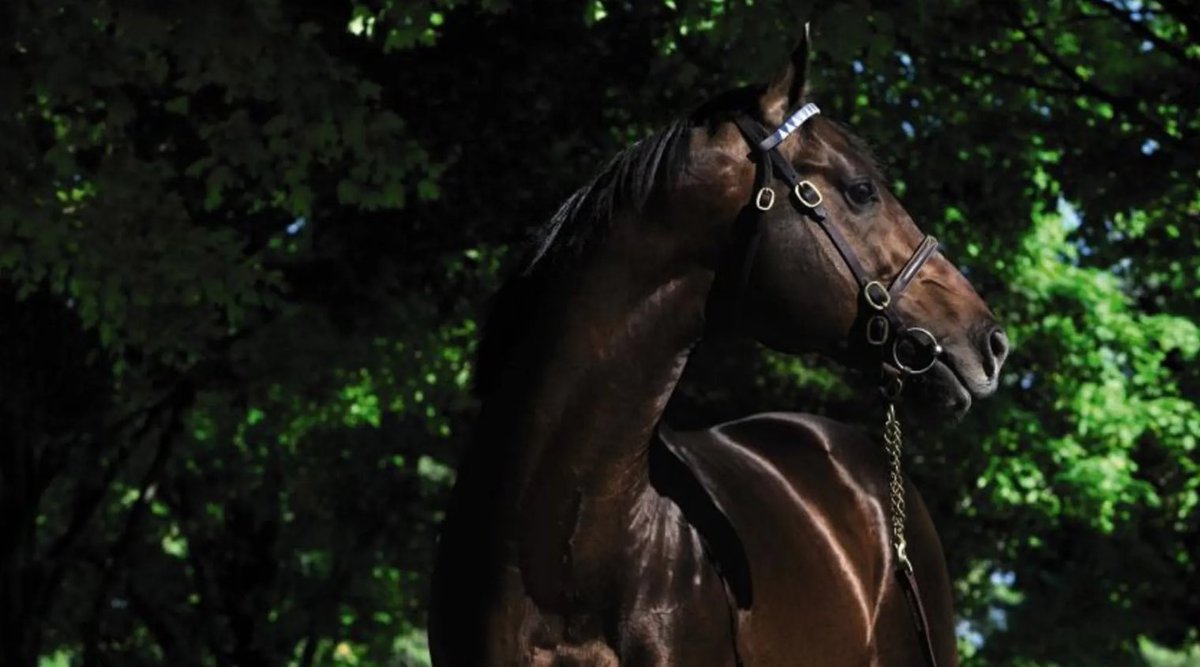 thoroughbredcm's tweet photo. Sire of Champion @winx_horse, the winner of four consecutive G1 @CoxPlate victories, today’s one-two finish by Anamoe (Street Boss) and l’m Thunderstruck (Shocking) shines further light on the former @DarleyAus shuttle stallion Street Cry and his sons https://t.co/KmWwGNCzCK