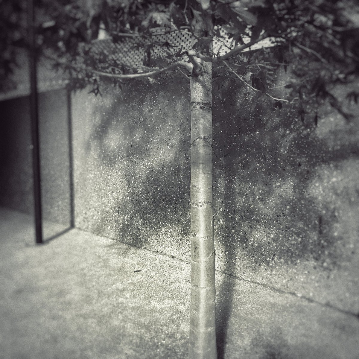 ClarkMail's tweet image. ©️ Roy Clark 2022
#urbantrees #urbantree #citytree