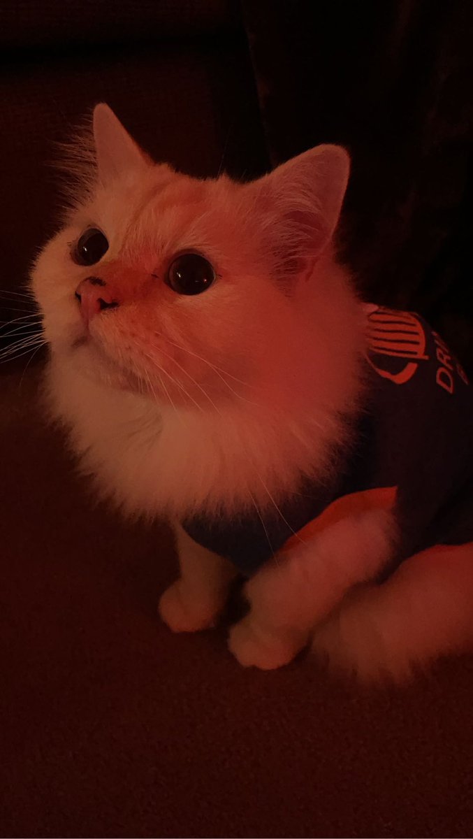 _mush_lady's tweet photo. just want to show off how precious my lil man is thx bye https://t.co/fOahcOYw9R