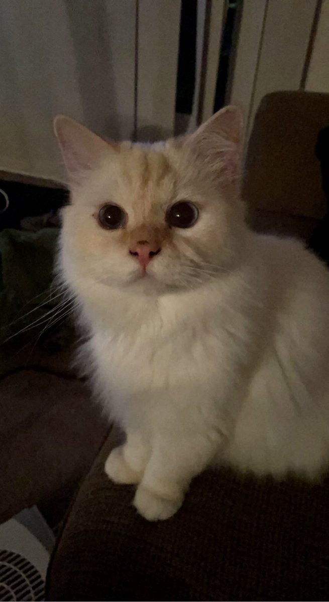 _mush_lady's tweet photo. just want to show off how precious my lil man is thx bye https://t.co/fOahcOYw9R