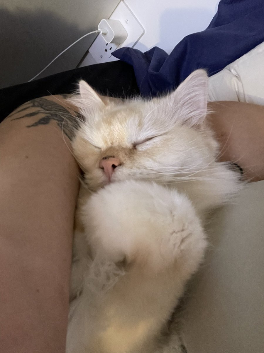 _mush_lady's tweet photo. just want to show off how precious my lil man is thx bye https://t.co/fOahcOYw9R