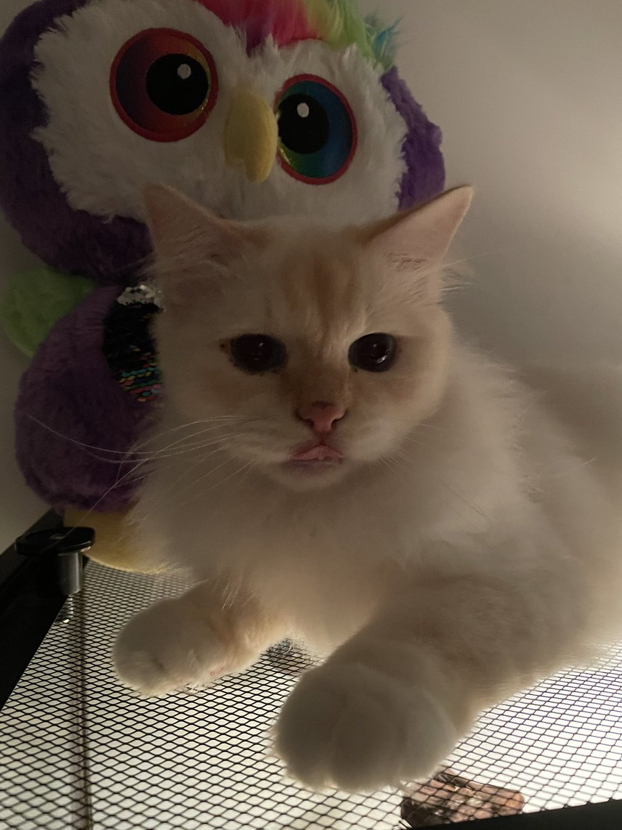 _mush_lady's tweet photo. just want to show off how precious my lil man is thx bye https://t.co/fOahcOYw9R