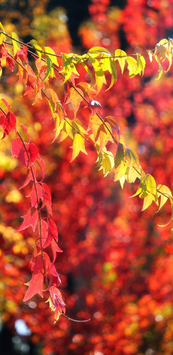 Acer ginnala Autumn leaves..