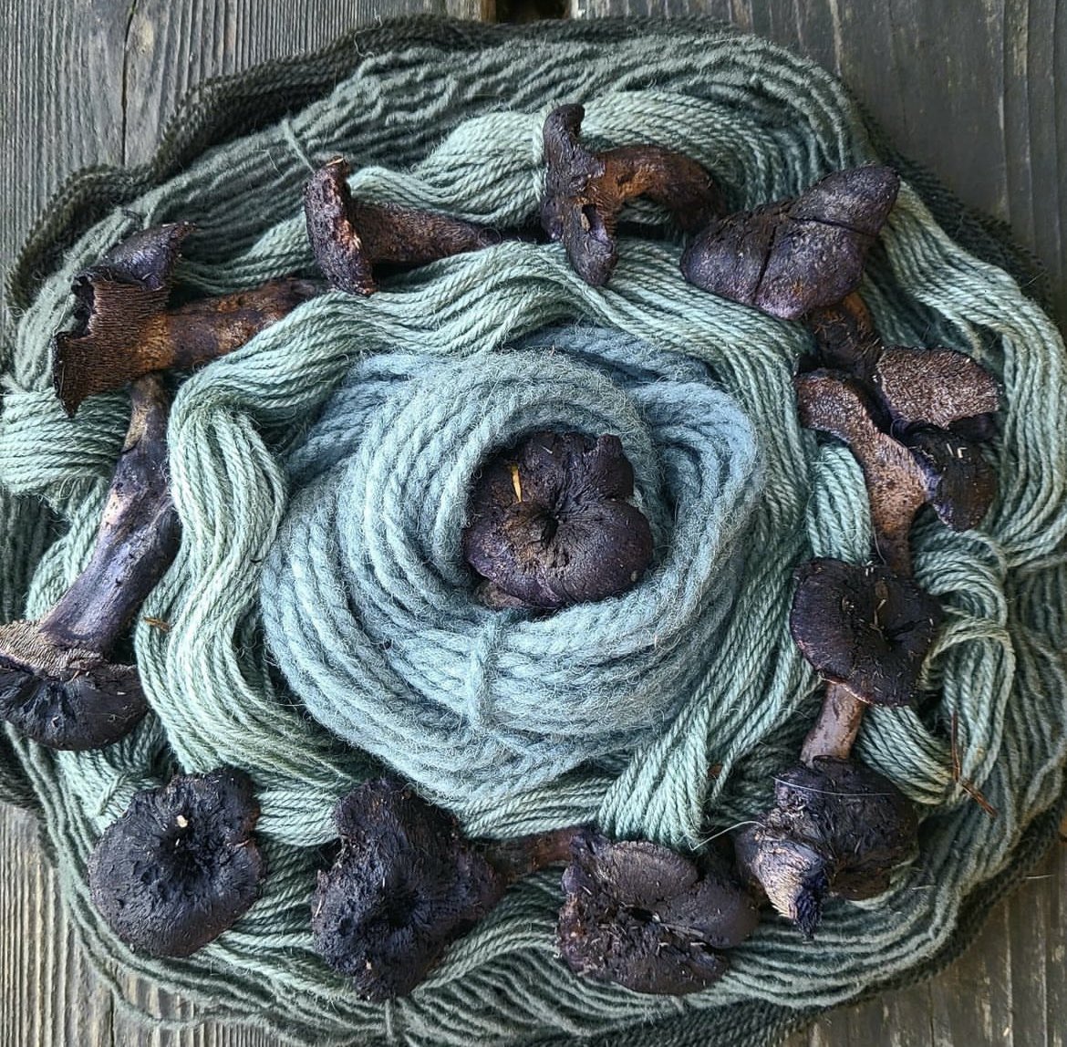 Just a mushroom called a violet hedgehog dyeing yarn the most delicious shade of blue. Not sure this one grows in Scotland. By Paula Stockdale, British Columbia. instagram.com/florafungiandf…