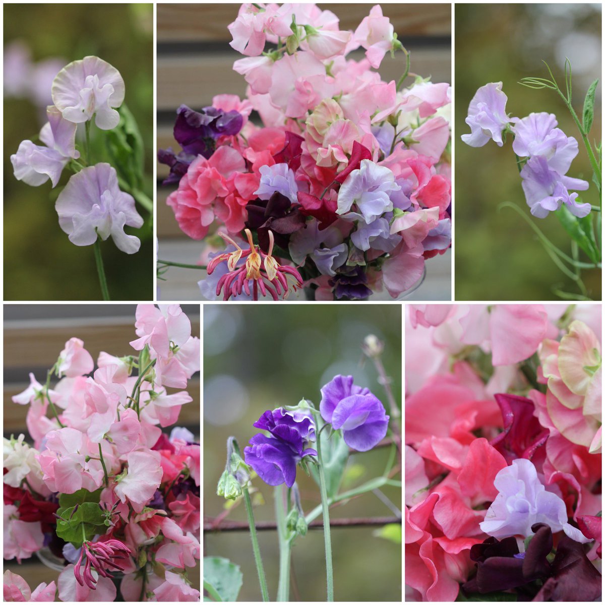 #Sweetpeas - #Lathyrus for this weeks #SixOnSaturday. They’ve been flowering like never before this season. And that fragrance!!!!!Happy weekend to all.