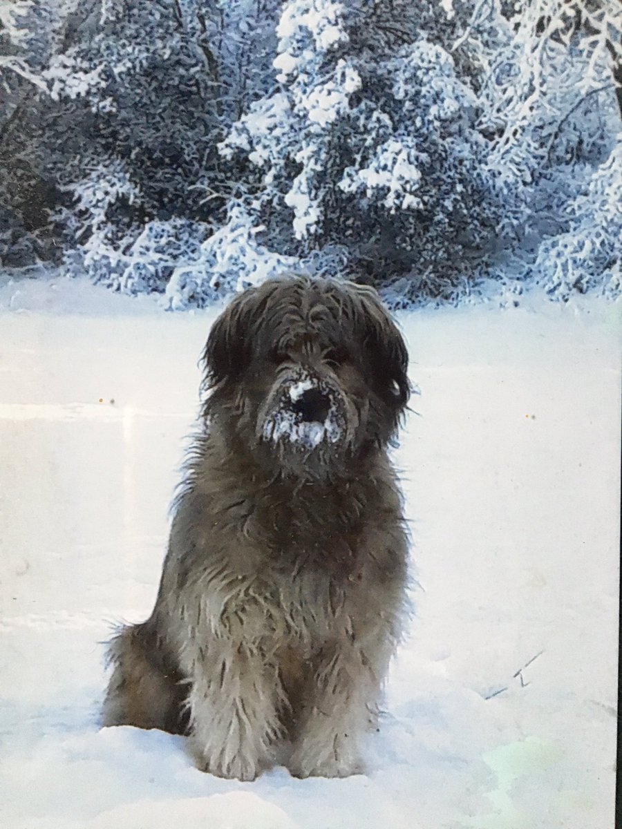 Estem buscant al Neret , a la zona de Sant Quirze Safaja , Moianes ,si algu el veu o l’ha vist , m’ho dieu .Agraexo RT
